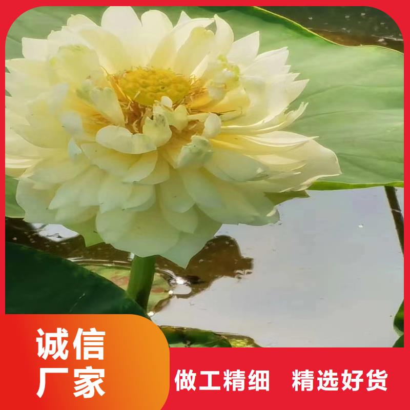 2025發(fā)貨快速#荷花苗長(zhǎng)期合作#實(shí)體廠家