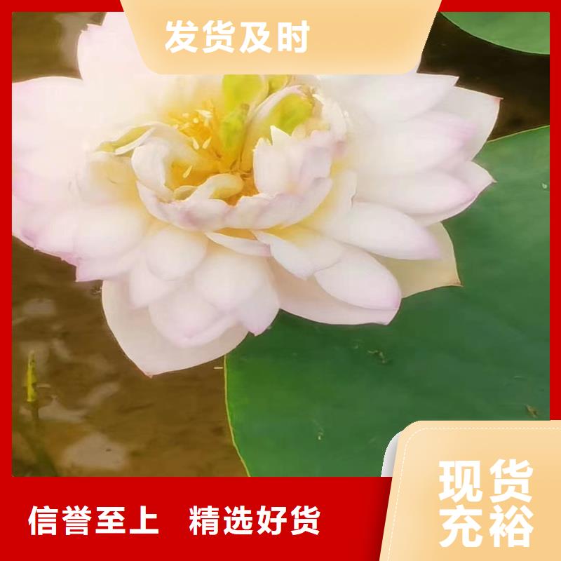 批發(fā)食用荷花苗_誠(chéng)信企業(yè)