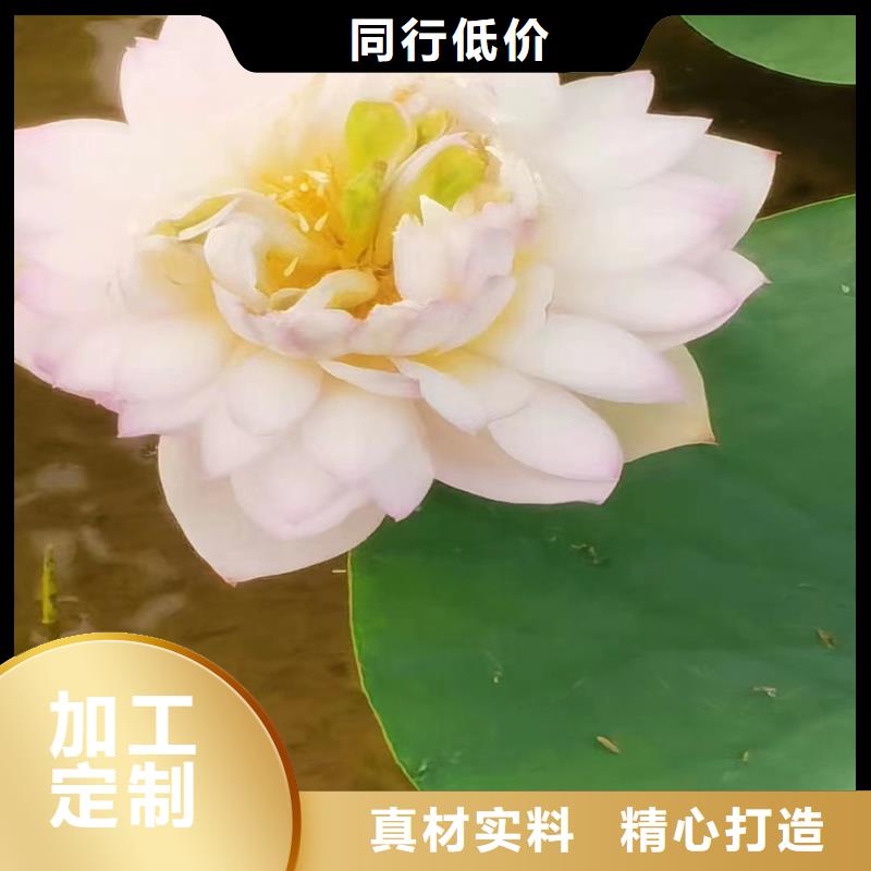 水生植物定制費(fèi)用