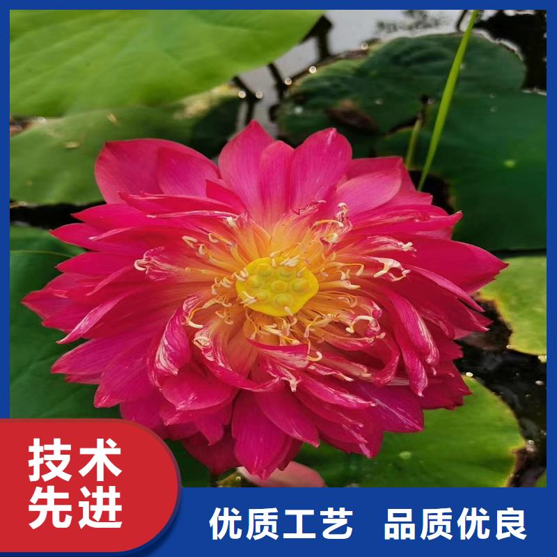 荷花苗觀賞荷花苗一個起售