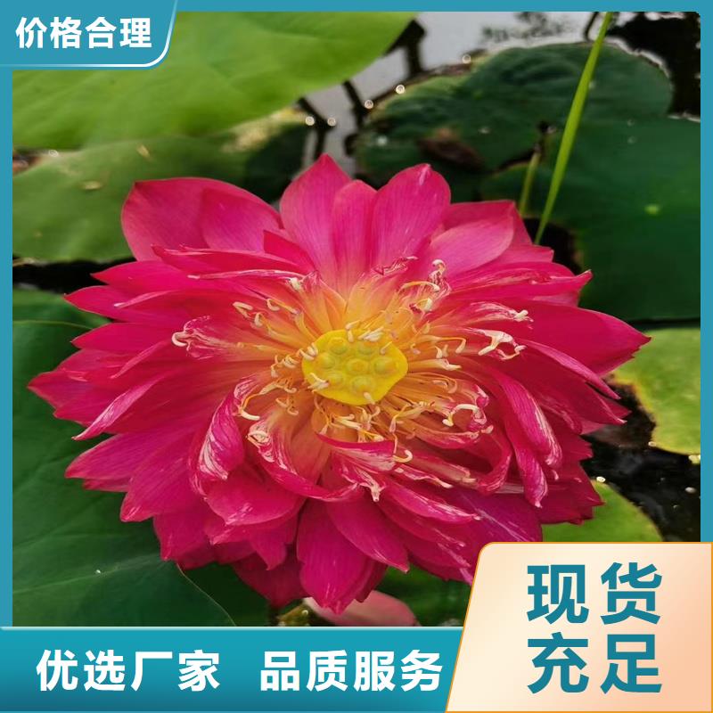 水生植物定制費(fèi)用