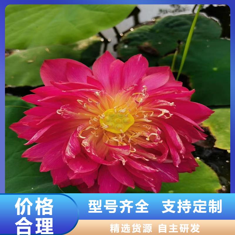 :花期長荷花苗廠家