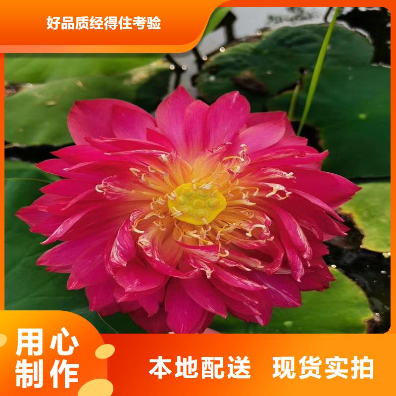 生產(chǎn)微型荷花苗廠家-可定制