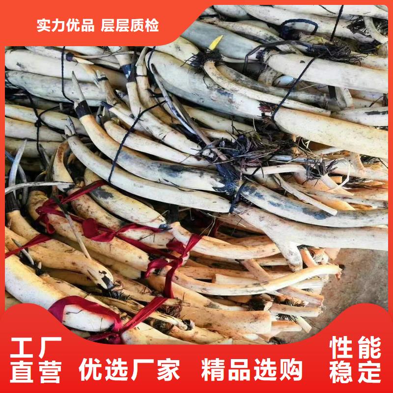 開花早荷花苗詳情電話咨詢