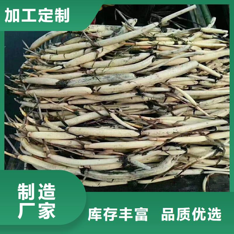 2025發(fā)貨快速#荷花苗長期合作#實體廠家