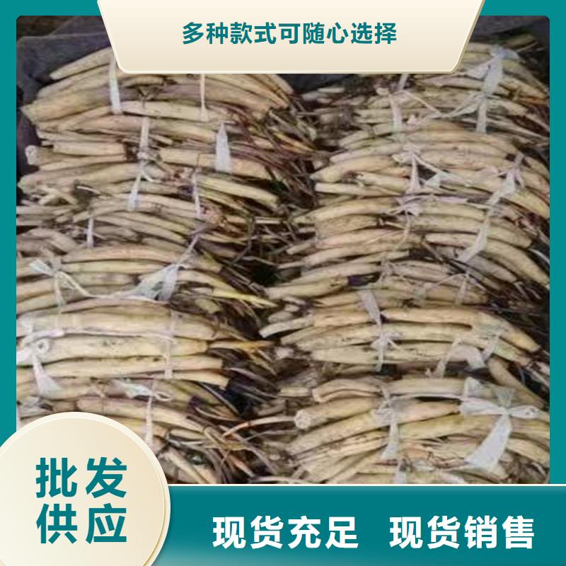 荷花苗精品荷花苗性能穩(wěn)定