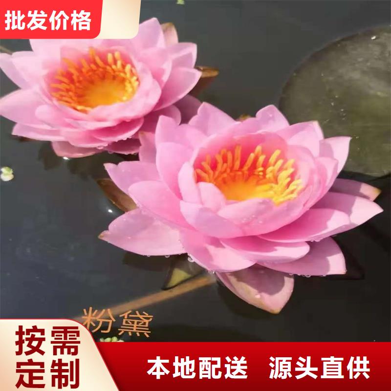 荷花苗定制服務廠家價格優(yōu)惠