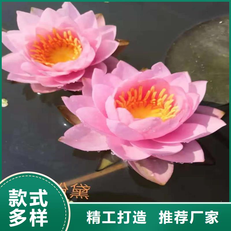 專注根系發(fā)達(dá)荷花苗銷售