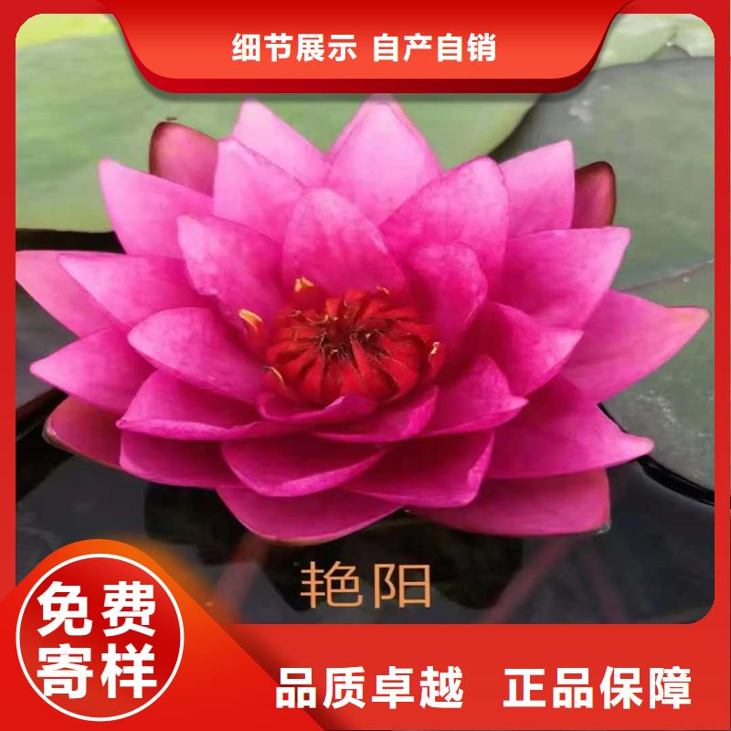 荷花苗定制服務(wù)廠家價(jià)格優(yōu)惠