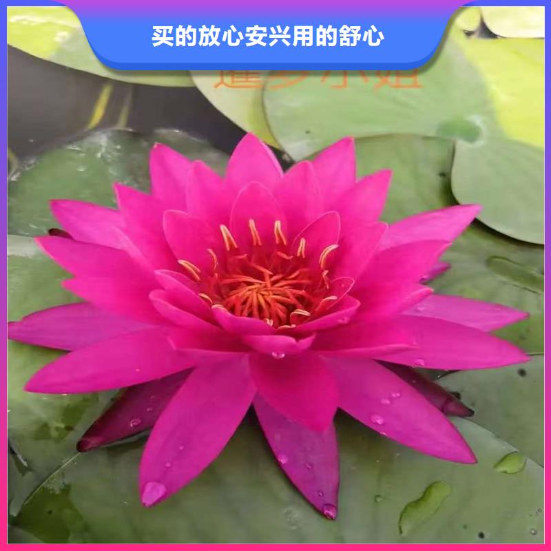 食用荷花苗-食用荷花苗供應(yīng)