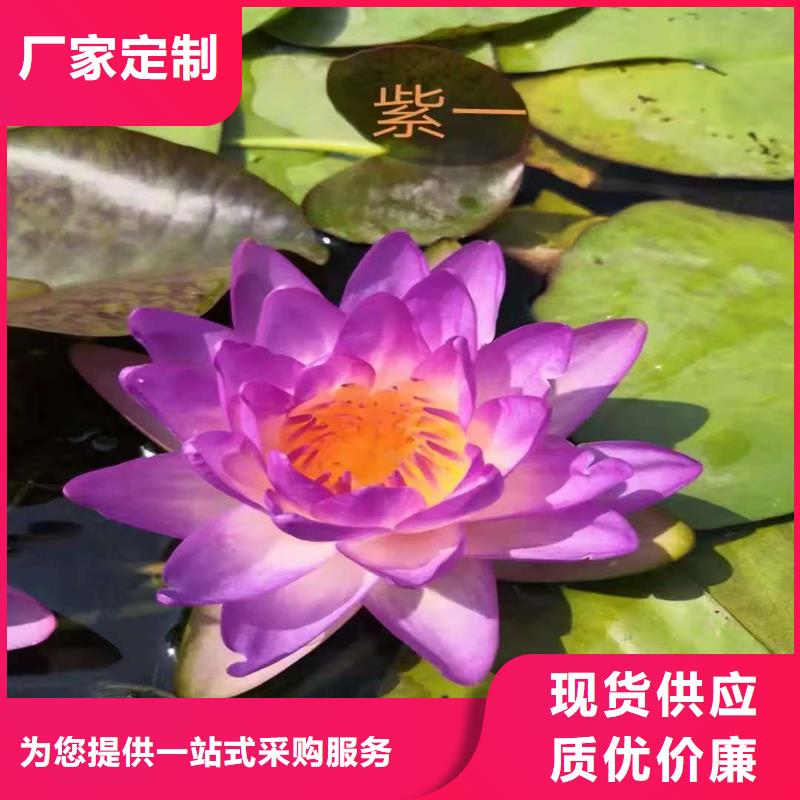 初夏荷花苗非標規(guī)格定做