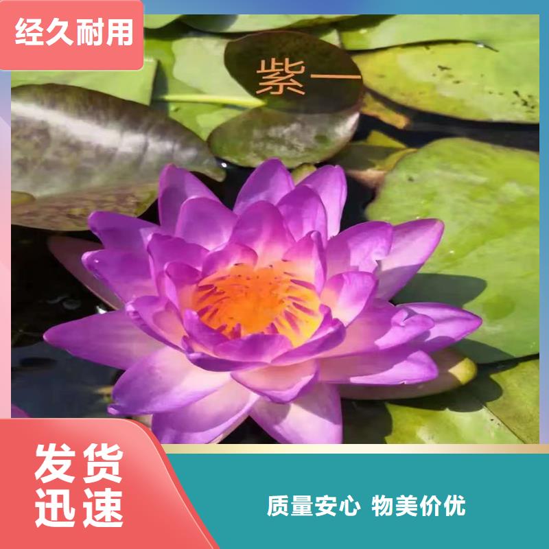 2025發(fā)貨快速#荷花苗長(zhǎng)期合作#實(shí)體廠家