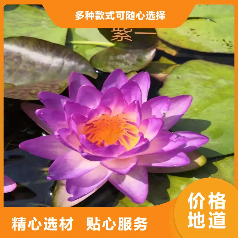 荷花苗_精品荷花苗應(yīng)用廣泛