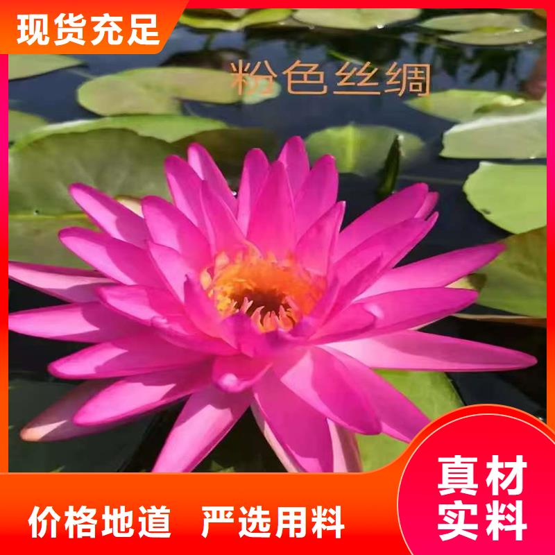 荷花苗定制服務廠家價格優(yōu)惠