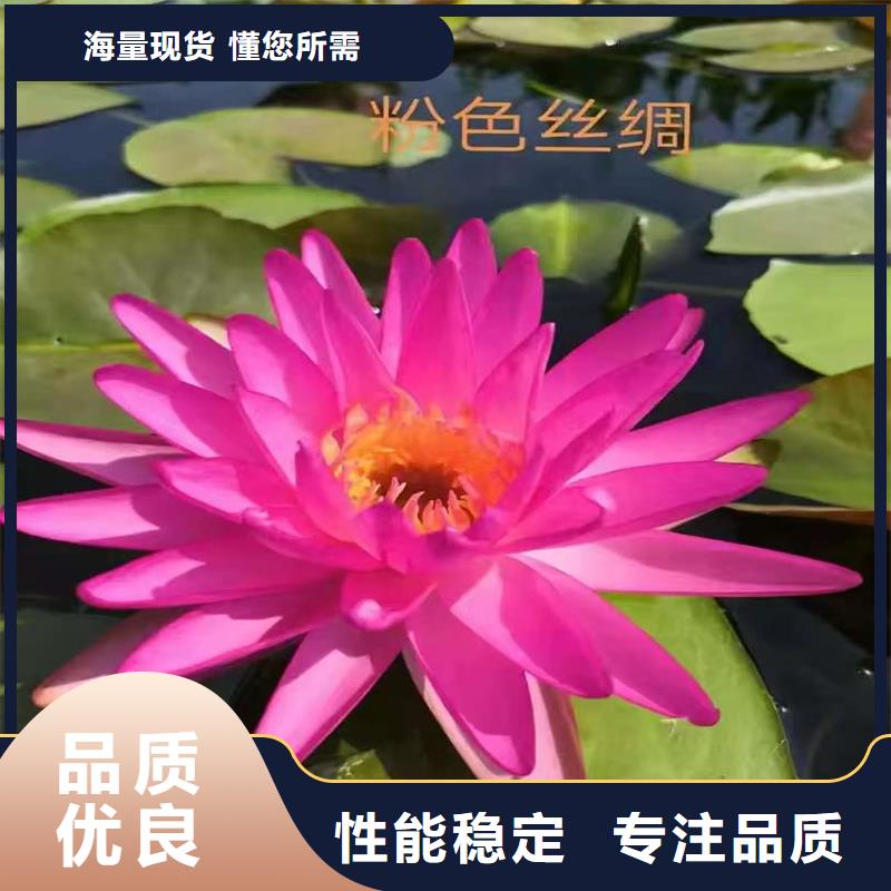 荷花苗精品荷花苗廠家經(jīng)驗(yàn)豐富