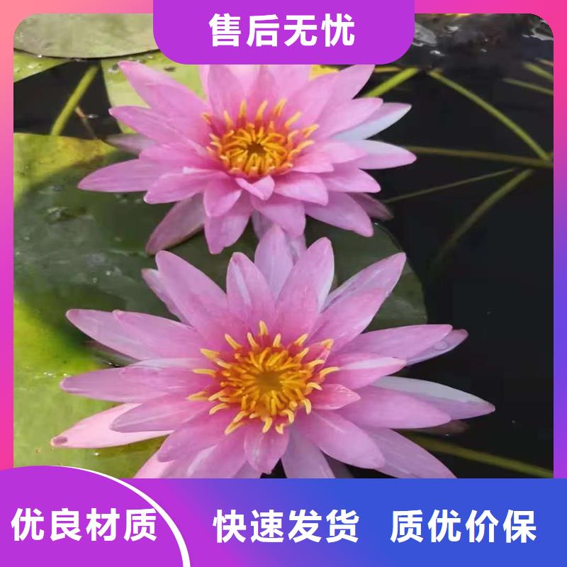 荷花苗耐寒荷花苗售后無憂