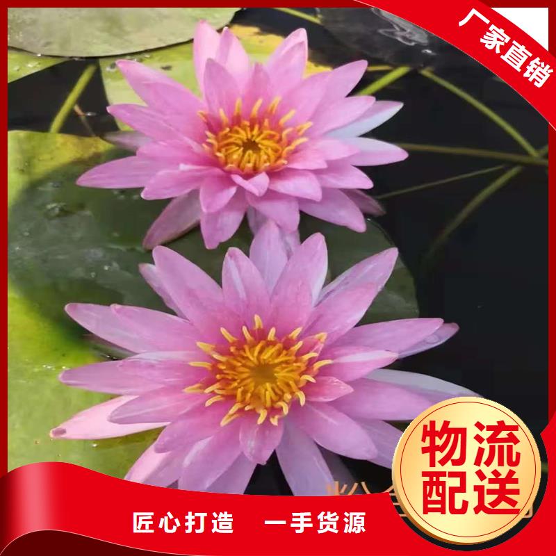 專業(yè)銷售無病蟲害荷花苗-保質(zhì)