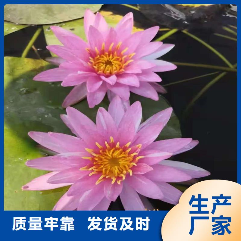 荷花苗_大型荷花苗價(jià)格有優(yōu)勢