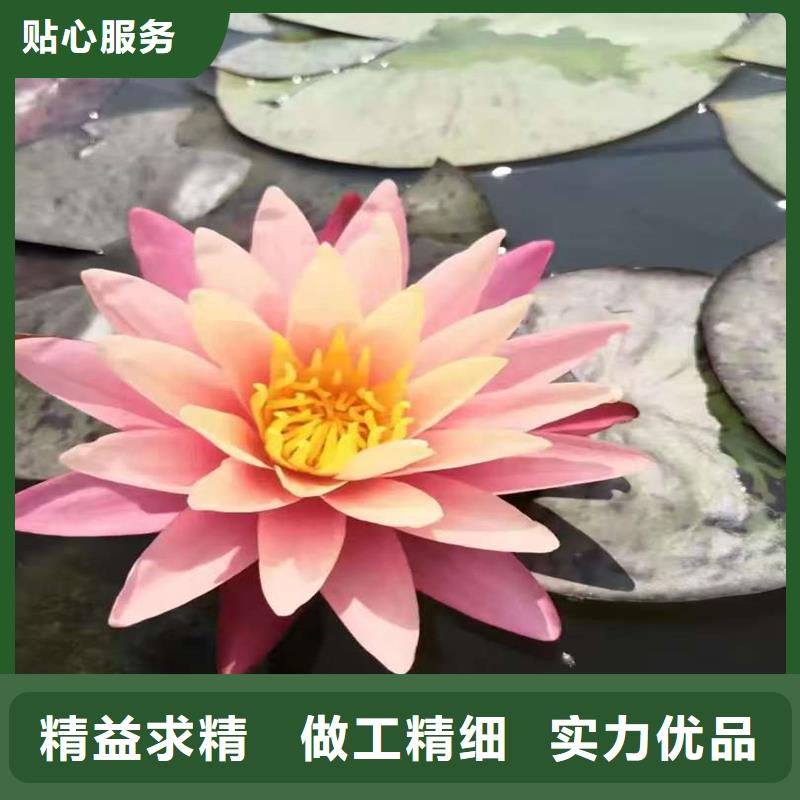 荷花苗零售備貨充足