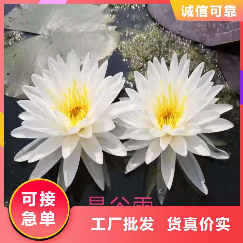 優(yōu)質(zhì)生長(zhǎng)快荷花苗的批發(fā)商