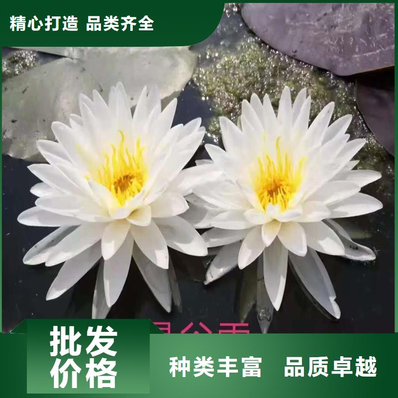 荷花苗荷花種苗產(chǎn)地源頭好貨