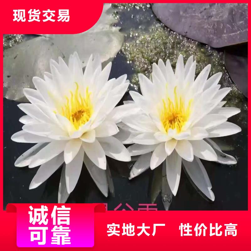 批發(fā)價(jià)荷花苗全國包郵
