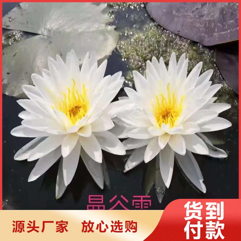 生產(chǎn)微型荷花苗廠家-可定制