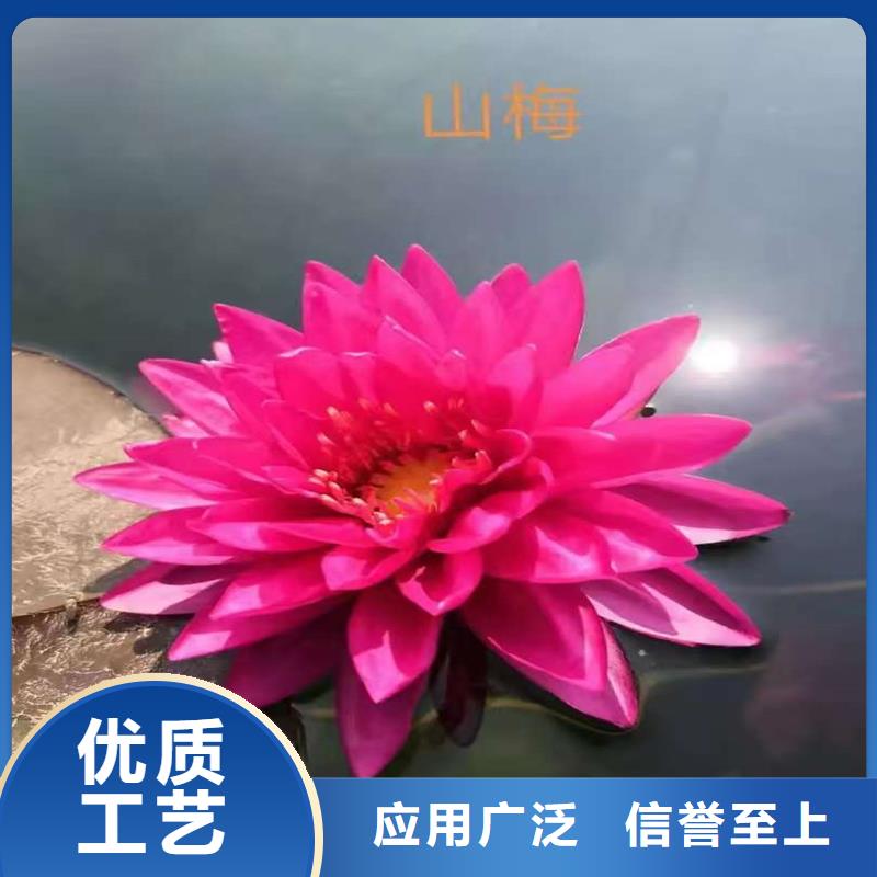 荷花苗景區(qū)美化廠家直銷-荷景園林綠化工程有限公司