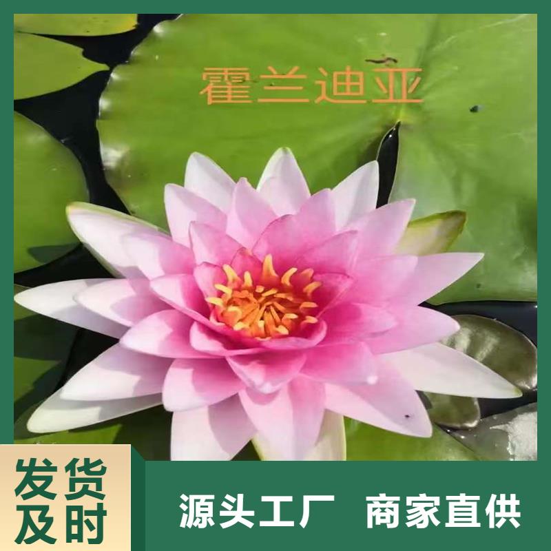 荷花苗定制服務廠家價格優(yōu)惠