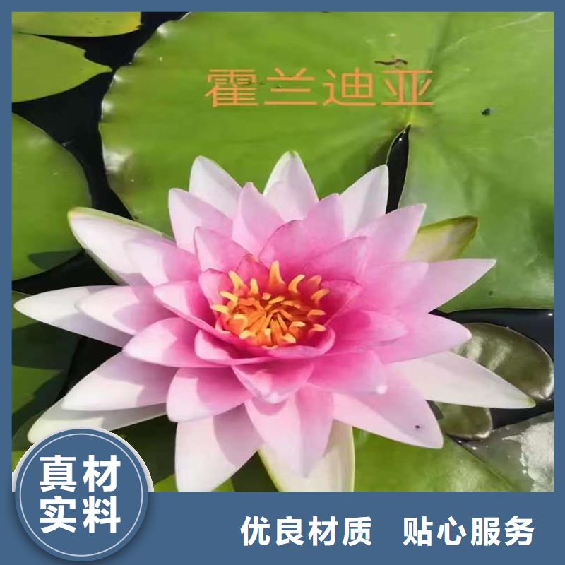 質(zhì)優(yōu)價廉的水生植物種苗銷售廠家