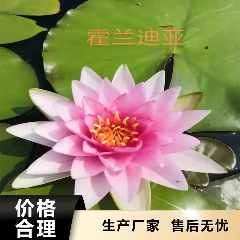 生產(chǎn)微型荷花苗廠(chǎng)家-可定制