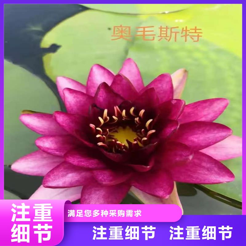 耐寒荷花苗批發(fā)-制作精良