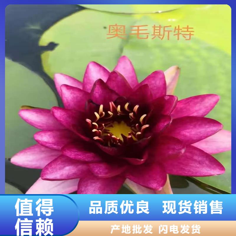 優(yōu)質(zhì)生長(zhǎng)快荷花苗的批發(fā)商