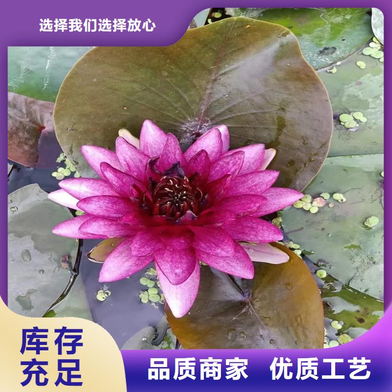 荷花苗定制服務(wù)廠家價(jià)格優(yōu)惠