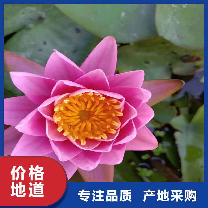 荷花苗精品荷花苗性能穩(wěn)定