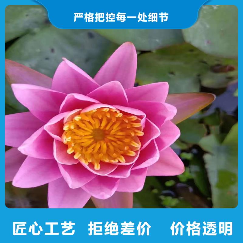 2025發(fā)貨快速#荷花苗長(zhǎng)期合作#實(shí)體廠家