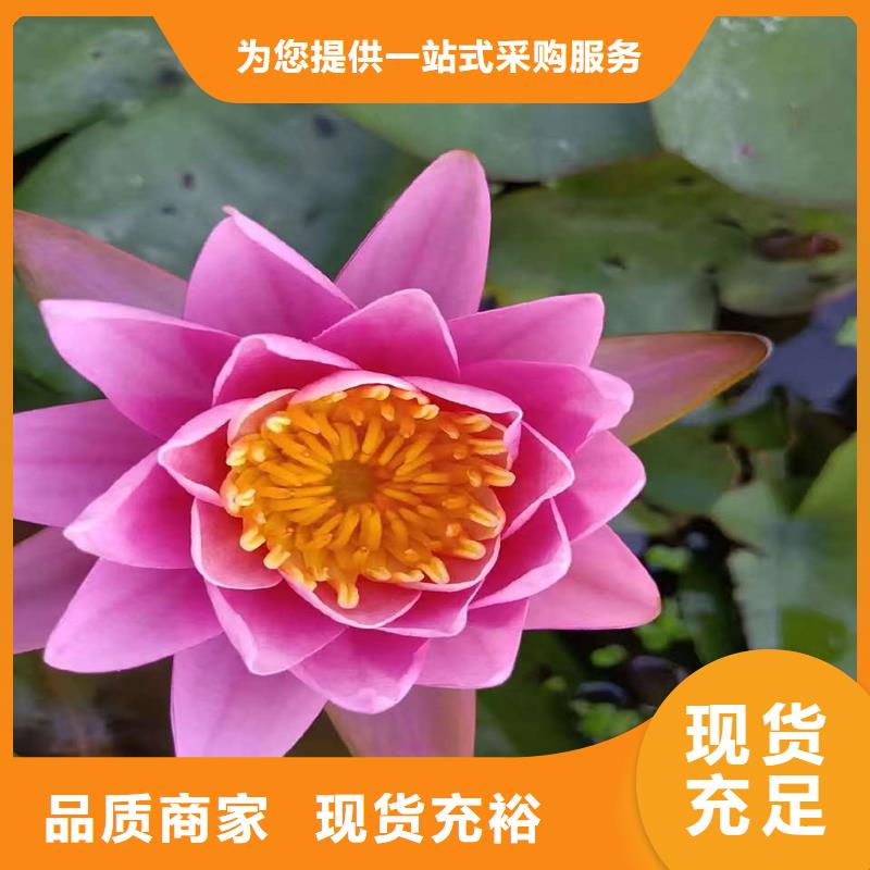 荷花苗精品荷花苗分類和特點