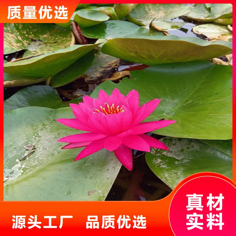 荷花苗定制服務(wù)廠家價(jià)格優(yōu)惠