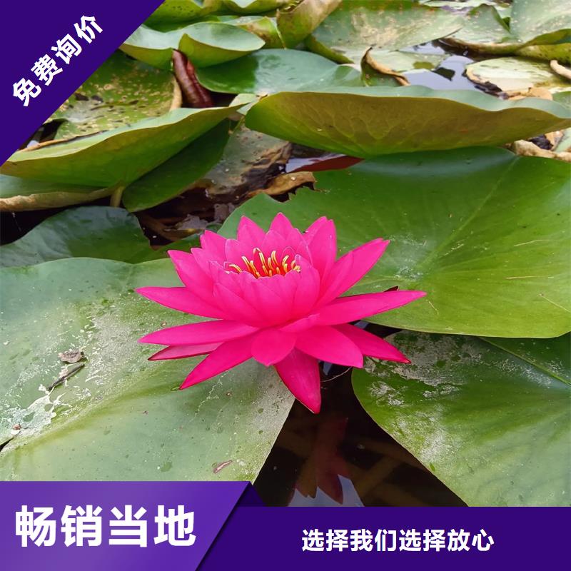 荷花苗荷花苗好廠家有擔(dān)當(dāng)