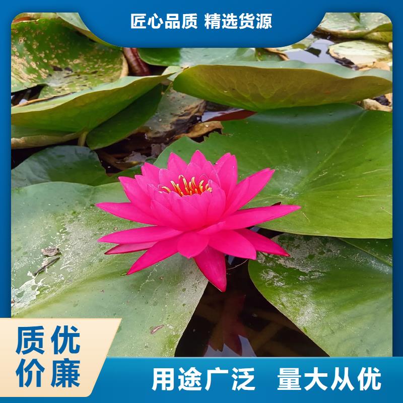 荷花苗荷花藕苗來圖定制量大從優(yōu)