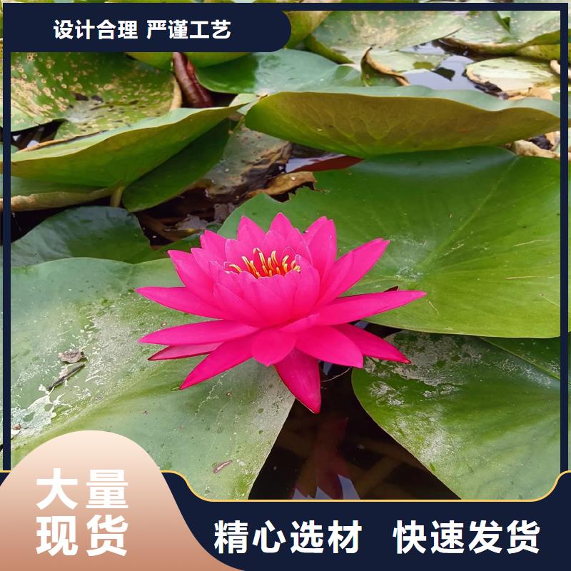 荷花苗精品荷花苗做工細(xì)致