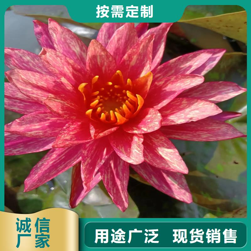 荷花苗荷花來圖定制