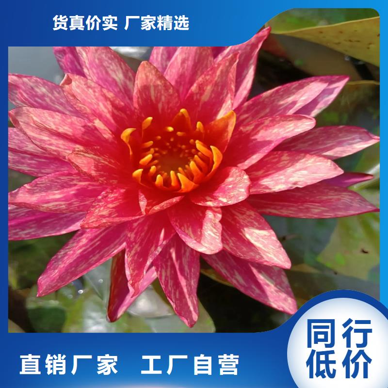 荷花苗定制服務(wù)廠家價(jià)格優(yōu)惠