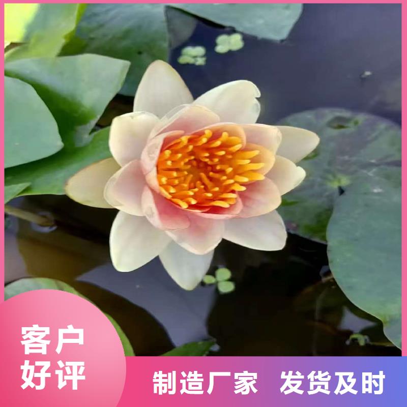 荷花苗白色荷花苗廠家新品