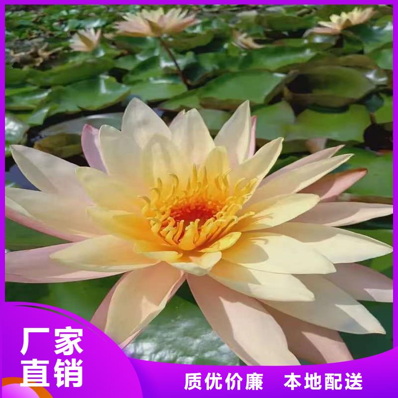 荷花苗荷花好貨有保障