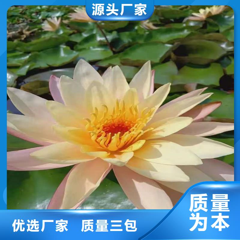 生產(chǎn)微型荷花苗廠(chǎng)家-可定制