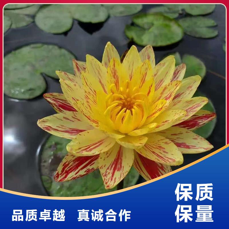 批發(fā)食用荷花苗_誠(chéng)信企業(yè)