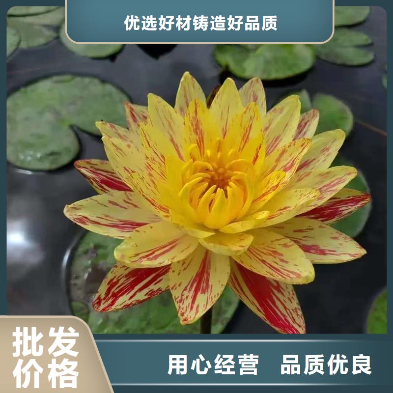 荷花苗荷花好貨有保障