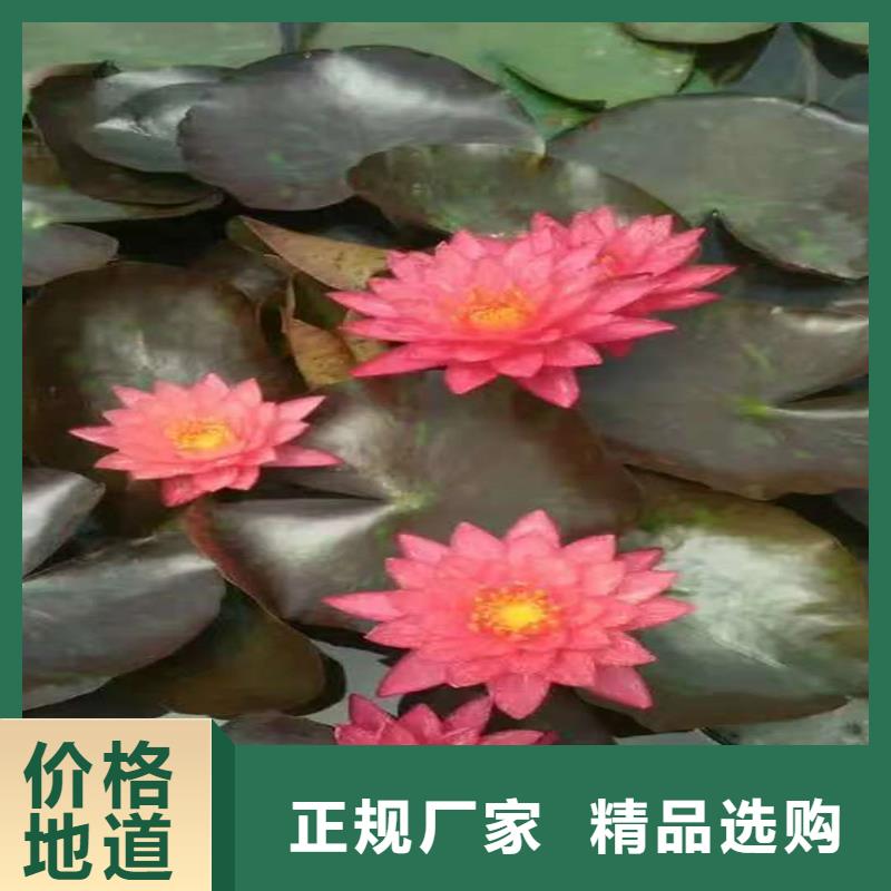 觀賞荷花苗優(yōu)質(zhì)源頭廠家