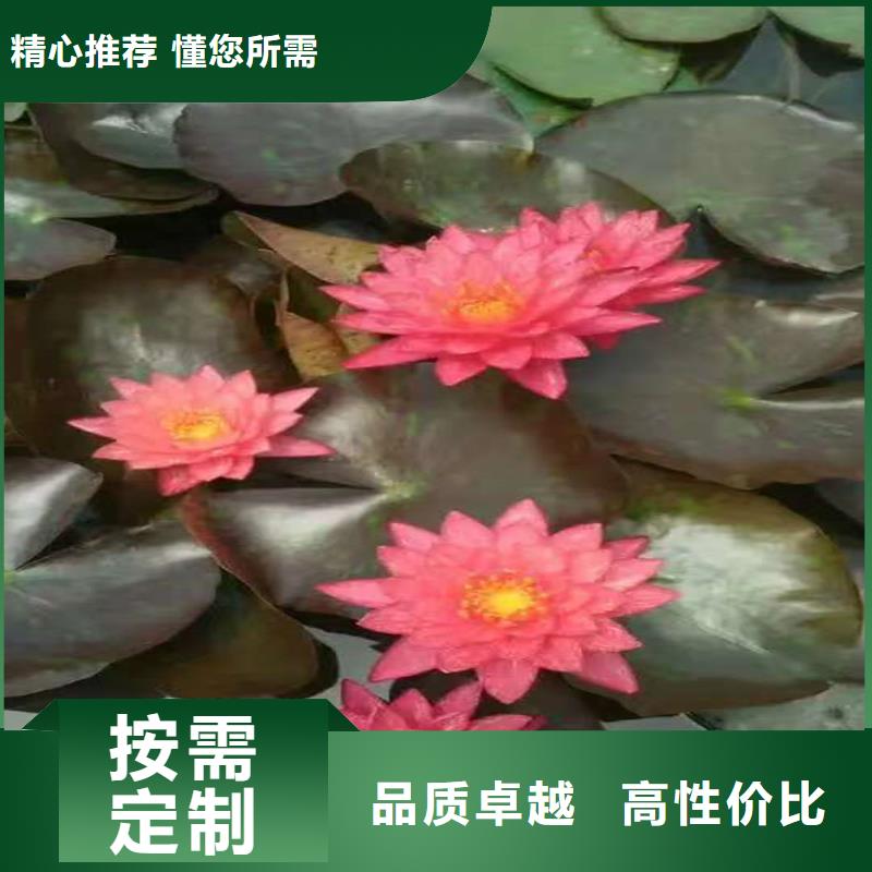 專業(yè)銷售微型荷花苗-大型廠家